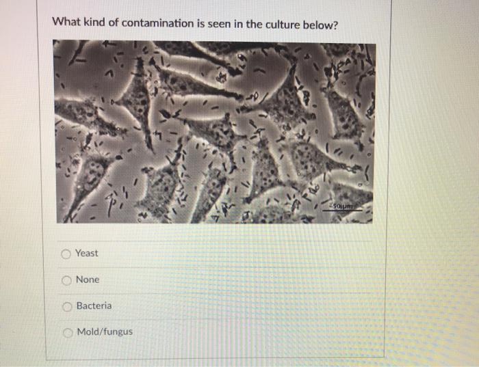 kind culture